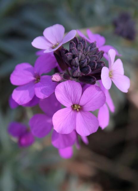 pink purple flower perennials.jpg