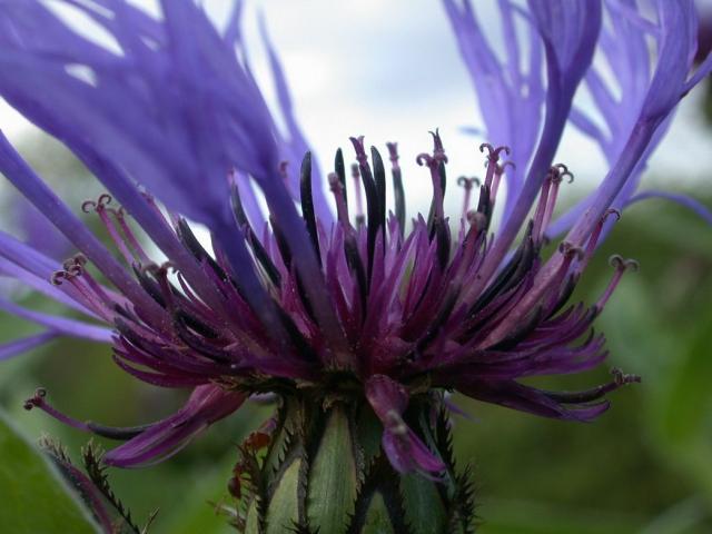 purple Perennial Corn flower_Centaurea montana.jpg