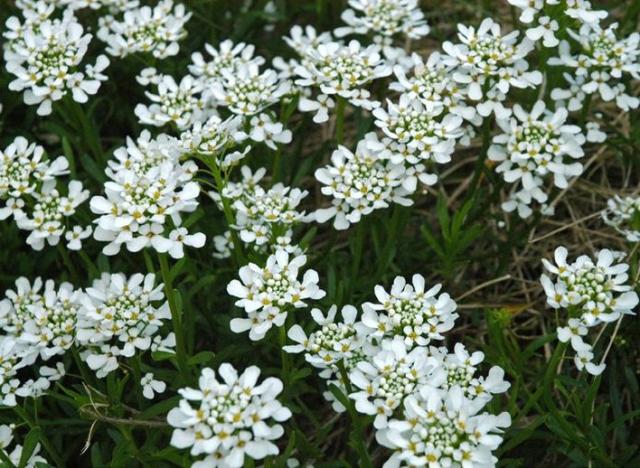 white perennial flowers plants.jpg