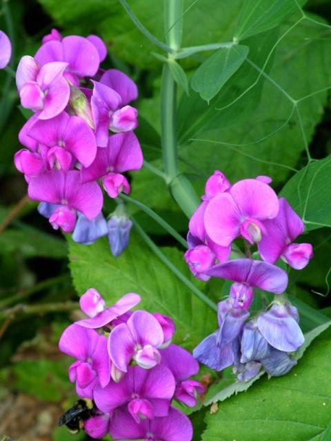 annual perennial flowers in purple pink.jpg