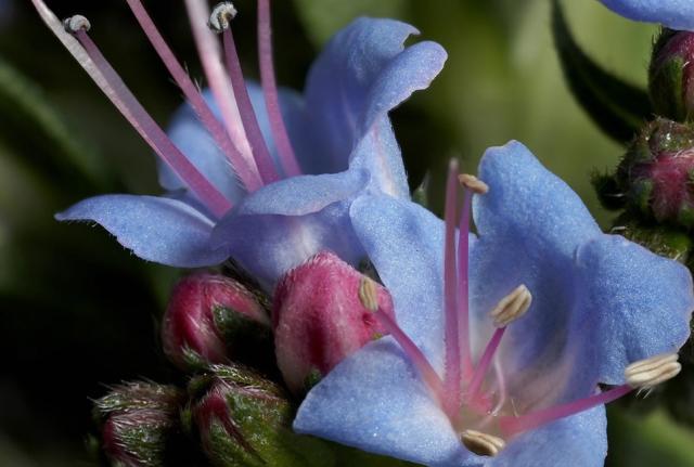 blue Perennial Echium flowers.jpg