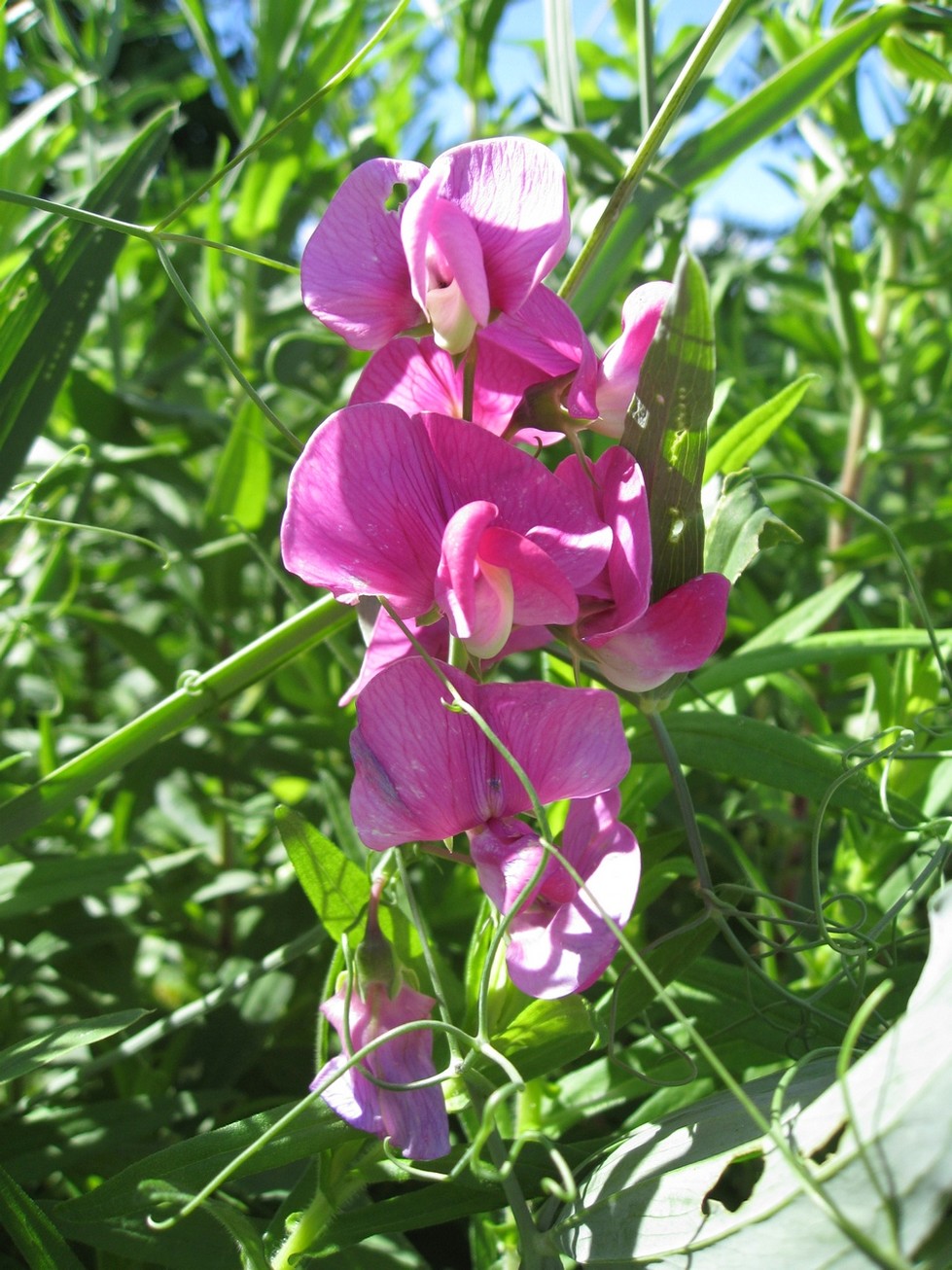 bright pink perennial pea flowers.jpg