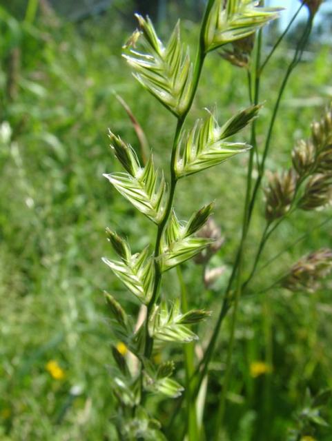 close picture of Perennial Ryegrass.jpg
