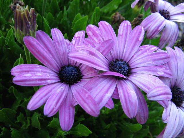pretty purple daisy flowers photo.jpg