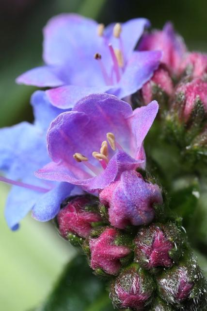 image of Dwarf perennial echium flowers in purplish blue.jpg