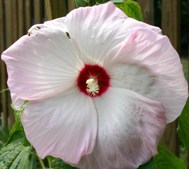 Perennial Hibiscus_perennial flowers pictures.jpg