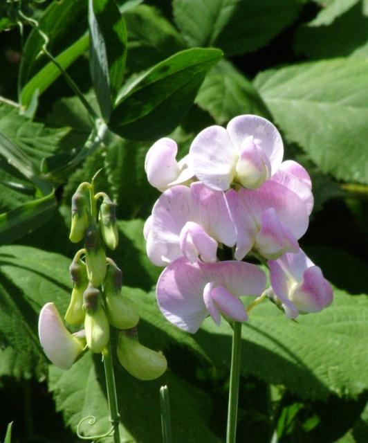 Perennial Pea in light pink_great perennial flower gardening.jpg