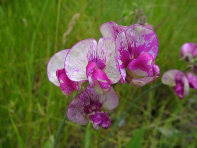 Perennial Pea in white and purplish pink.jpg
