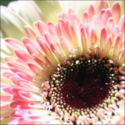 pretty daisy picture.jpg