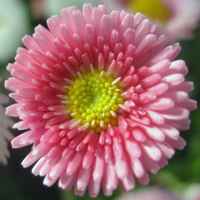 Perennial Spiral in pink with yellow center.jpg