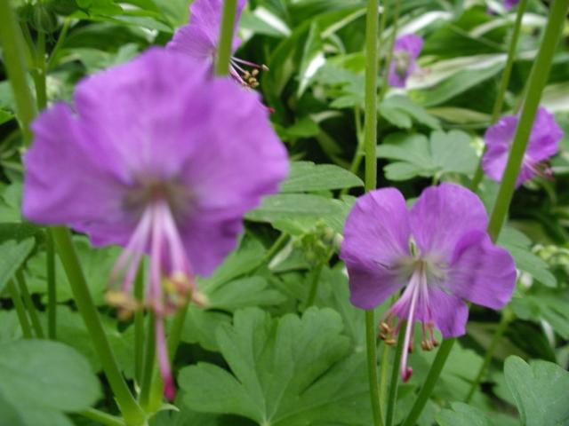 photo of Perennial Geranium in pinkish purple.jpg
