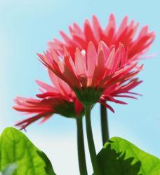 pretty daisy photos.jpg