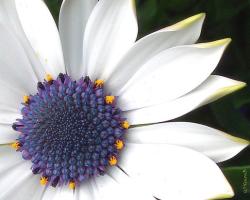 pretty daisy flower with purple eye photo.jpg