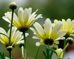 pretty daisy flower photo.jpg