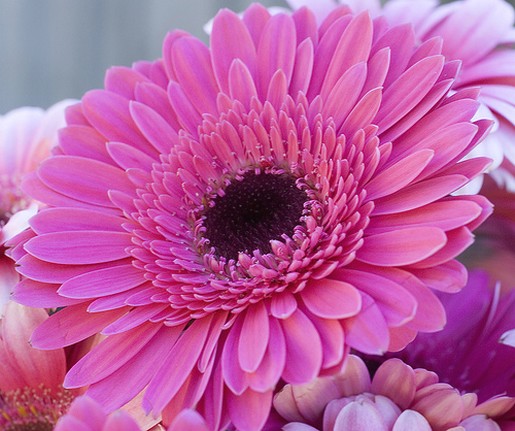 pinkish purple Gerbera Daisy.jpg