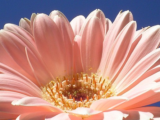pinkish peach daisy picture.jpg
