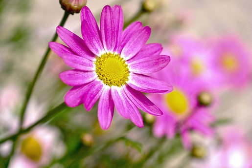 pink purple daisy flowers.jpg
