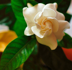 Gardenia Flowers Pictures Gallery