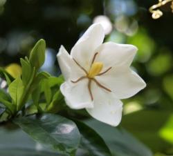 Gardenia Jasminoides garden flower photo.jpg