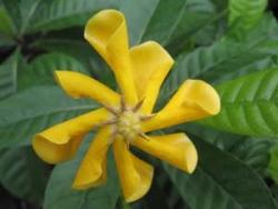 Gardenia Tubifera photo_ yellow Gardenia.jpg