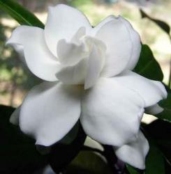 image of White Gardenia flowers.jpg