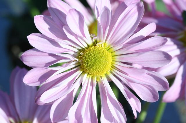 pink purple daisy flower.jpg