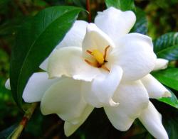 photos of White Gardenia flowers with yellow center.jpg