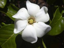 picture Gardenia brighamii flower in white.jpg
