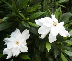picture of garden flowers.jpg