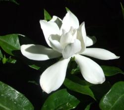 picture of White Gardenia flower.jpg