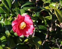 Pink Gardenia flower picture.jpg