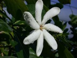Tahitit Gardenia flower photos.jpg