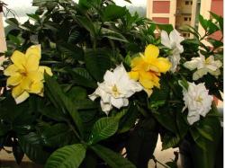 White and yellow Gardenia flowers.jpg