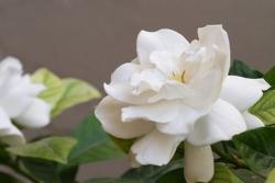 white garden flowers Gardenia photos.jpg