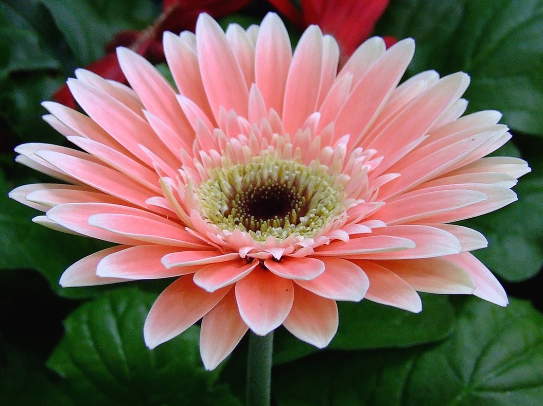Pink Gerbera daisy.jpg