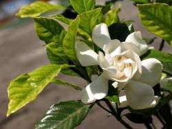 white garden flowers Gardenia picture.jpg