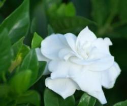 White Gardenia flower image.jpg