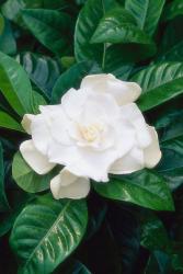 White Gardenia flower photo.jpg