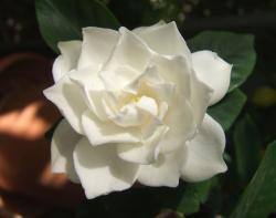 White Gardenia flower picture.jpg