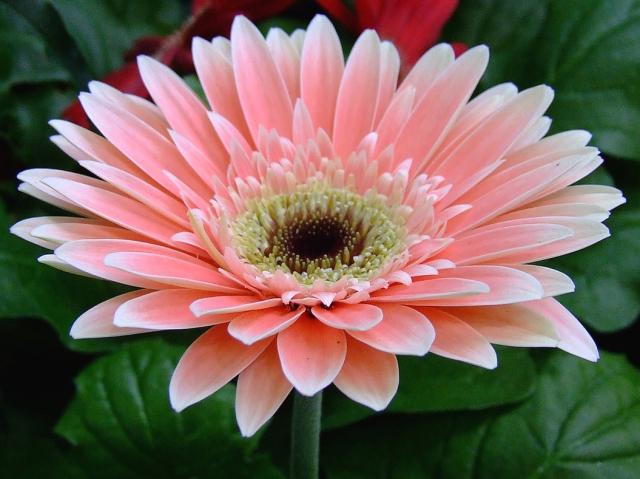 Pink Gerbera daisy.jpg