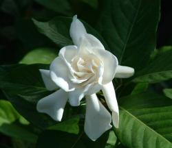 Gardenia flowers white picture.jpg