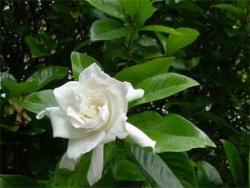 Gardenia garden flowers in white.jpg