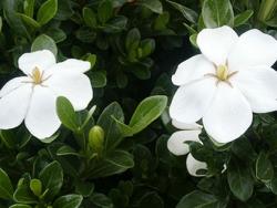 Gardenia jasminoides flowers in white color.jpg