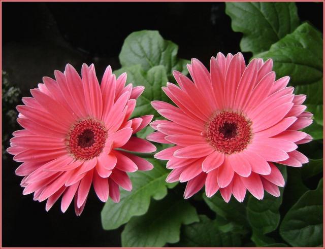 pink flower daisies.jpg