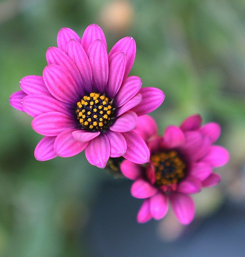 pink daisys.jpg