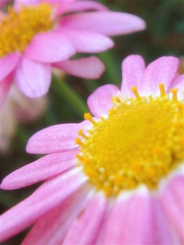 pink daisy with yellow eye.jpg