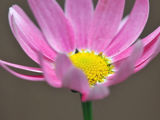 pink daisy with yellow eye photo.jpg