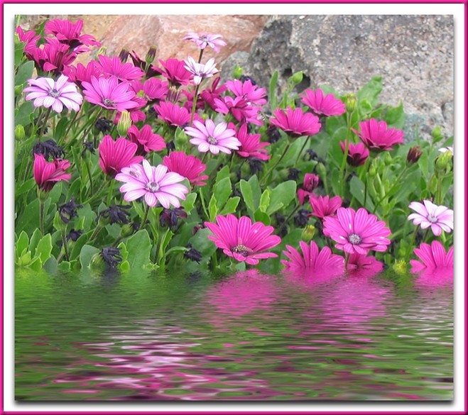 pink daisy flowers picture.jpg
