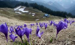 Purple Flowers Pictures