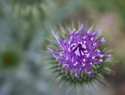 beautiful purple flower pictures.jpg